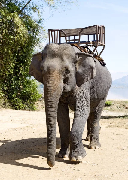Elefante para montar — Fotografia de Stock