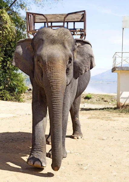Слон для верхової їзди — стокове фото