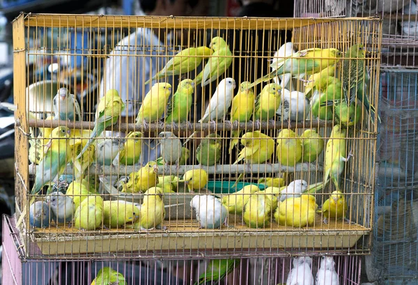 Periquitos em uma gaiola que vende para fins religiosos — Fotografia de Stock