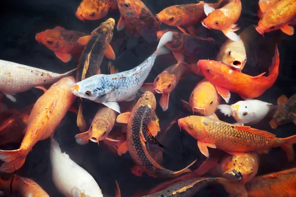 Muitos peixes koi em uma lagoa — Fotografia de Stock
