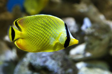 Kelebek balık Chaetodon rafflesi sarı