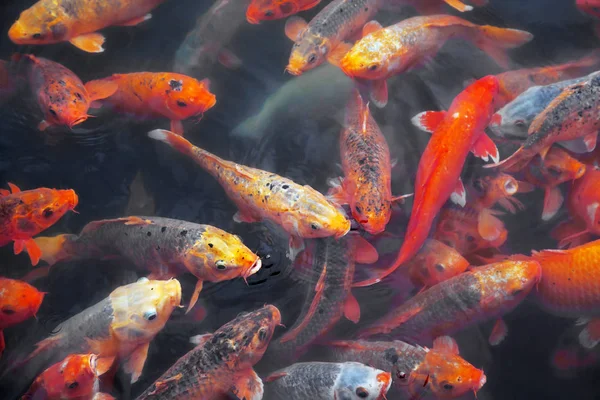 Muitos peixes koi em uma lagoa — Fotografia de Stock