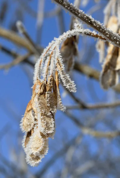 覆盖着霜冻的树枝 — 图库照片