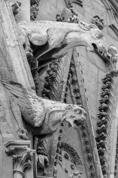 Gárgulas da catedral de Notre Dame em Paris — Fotografia de Stock