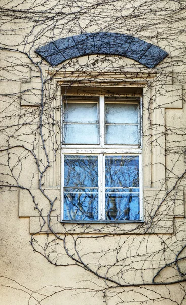 Okno pokryté břečťanem v zimě — Stock fotografie