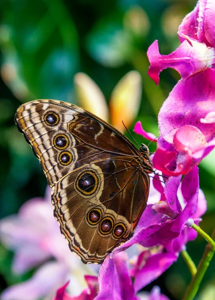 Caligo Eurilochus motyl na kwiecie — Zdjęcie stockowe