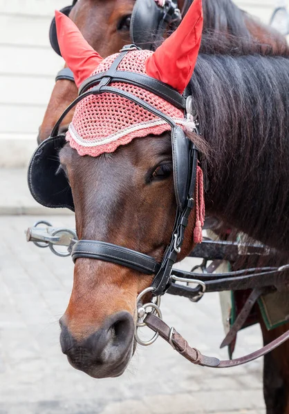 Portrait of a horse in traditional Vienna carriage harness — Stock Photo, Image