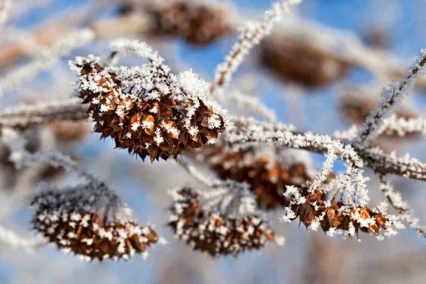 覆盖着霜冻的树枝 — 图库照片