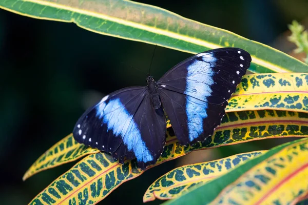 Blue morpho butterfly sitting on a green leaf — Stock Photo, Image