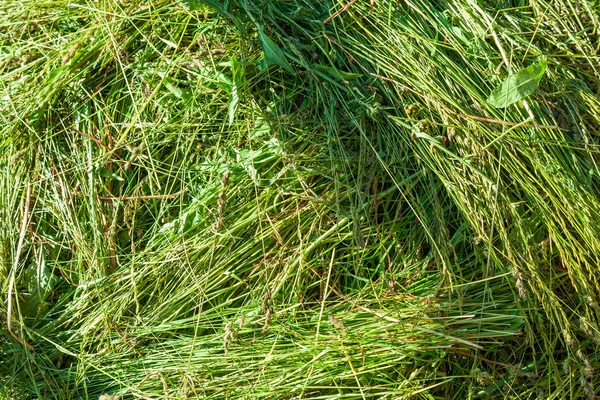 Köyün bir arka plan yeşil saman parçası