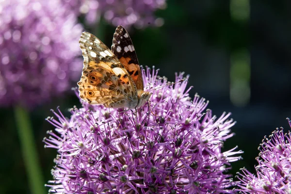 Метелик збирає нектар з квітки декоративної цибулини . — стокове фото