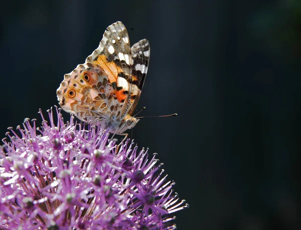 Der Schmetterling sammelt Nektar aus einer Blume einer dekorativen Zwiebel. — Stockfoto