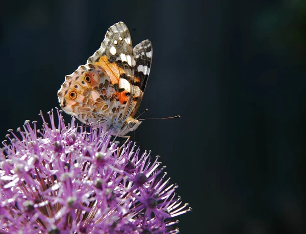 Fluturele colectează nectar dintr-o floare a unui bec decorativ . — Fotografie, imagine de stoc