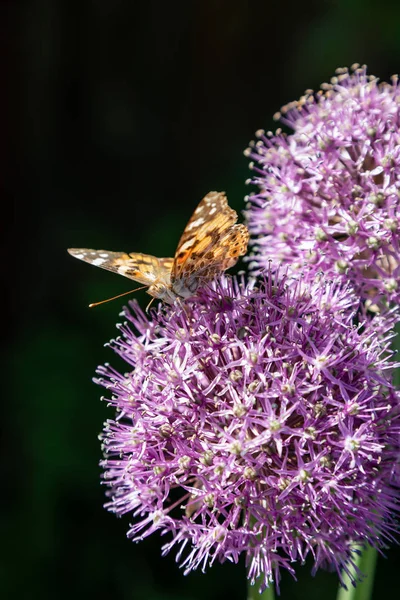 Метелик збирає нектар з квітки декоративної цибулини . — стокове фото