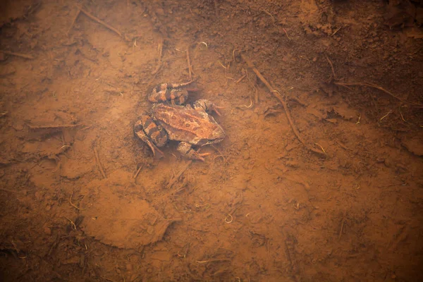 European Brown Toad Floats Pond Water — 스톡 사진