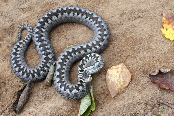 Vipère Grise Serpent Venimeux Adder Dans Pose Attaquante Défensive Roulé — Photo