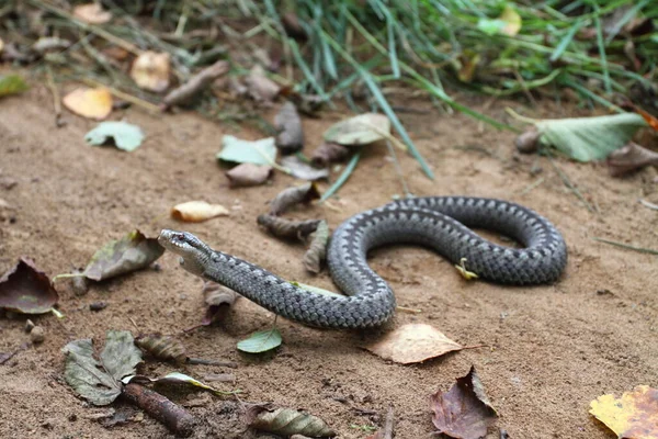 Vipère Grise Serpent Venimeux Adder Dans Pose Attaquante Défensive Roulé — Photo