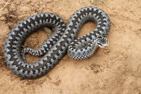 Vipère Grise Serpent Venimeux Adder Dans Pose Attaquante Défensive Roulé — Photo