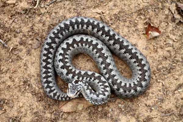 Grey viper or adder venomous snake in attacking or defencive pose rolled in knit on brown spring soil or ground pathway among old leaves, grass and branches