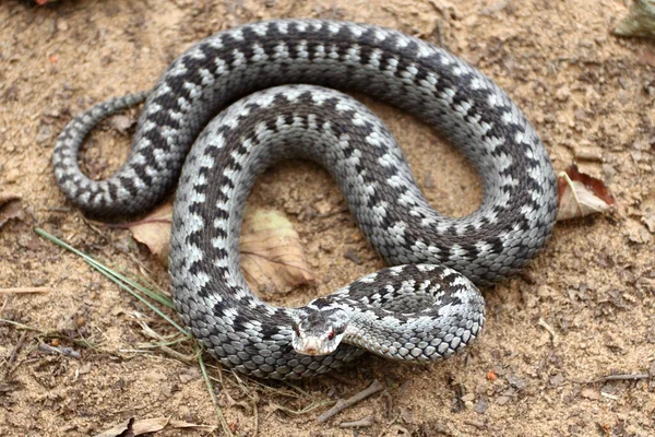 Graue Viper Oder Natter Giftschlange Angreifender Oder Wehrhafter Pose Zusammengerollt Stockbild