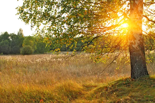 Sonnenaufgang Oder Sonnenuntergang Zwischen Birken Mit Jungen Blättern Die Sonne Stockfoto
