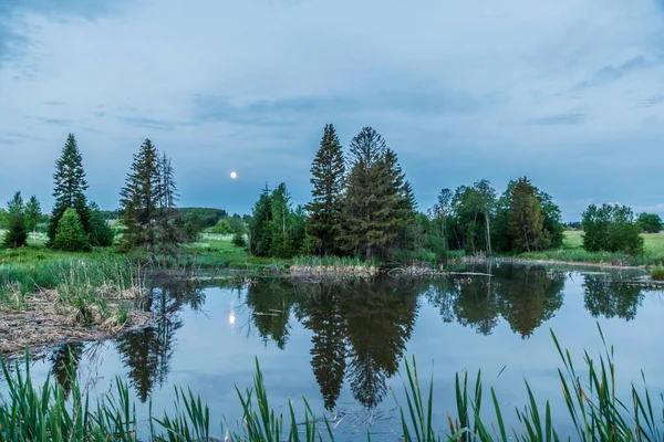 작은 호수 근처의 여름 풍경 의나무들 — 스톡 사진