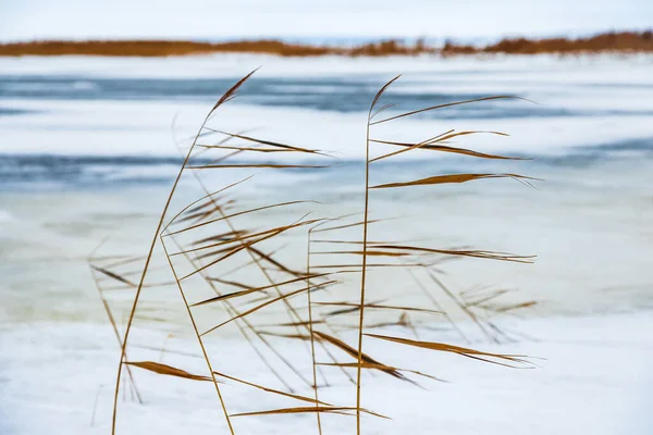 Neve cadde sull'erba gialla asciutta vicino al fiume. — Foto Stock