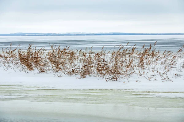 Neve cadde sull'erba gialla asciutta vicino al fiume. — Foto Stock