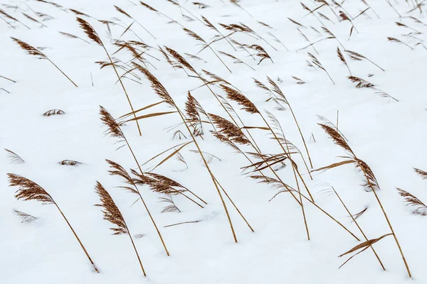 Torrt gräs täckt av snö — Stockfoto