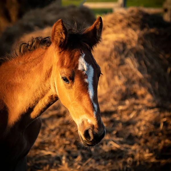 Potrillo de caballo islandés a la luz del sol de la noche mirando a la cámara —  Fotos de Stock