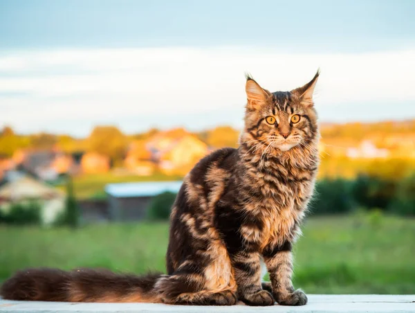 Svart tabby Maine Coon katt sitter på en träbänk i parken. — Stockfoto