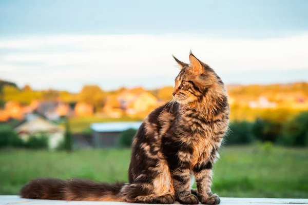 Black tabby Maine Coon cat sitting on a wooden bench in park. — Stock Photo, Image