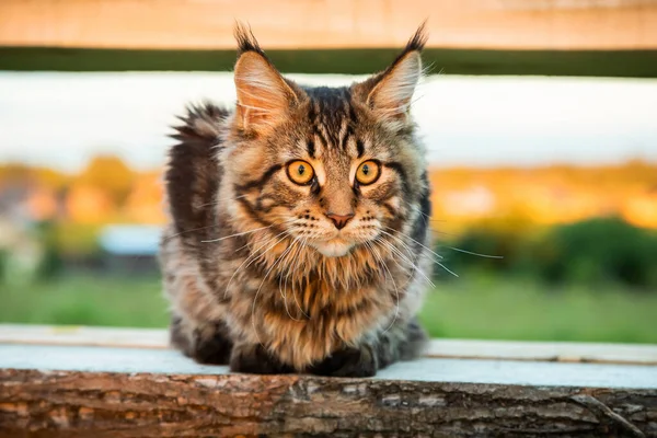 Černá tabby Maine Mýval kočka sedí na dřevěné lavičce v parku. — Stock fotografie