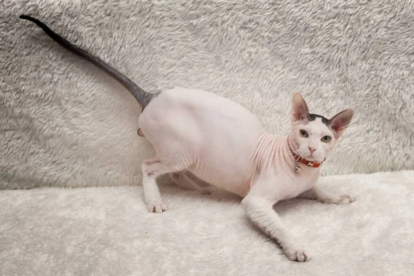 Plešatý Sphynx kočka na pohovce — Stock fotografie
