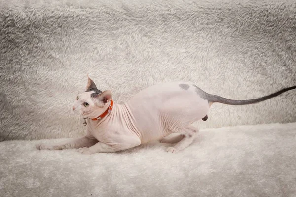 Bald Sphynx cat on a sofa — Stock Photo, Image