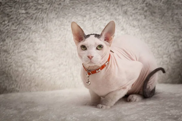 Bald Sphynx cat on a sofa — Stock Photo, Image