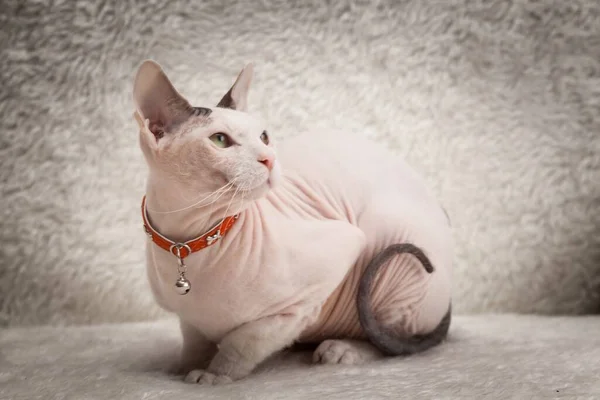 Bald Sphynx cat on a sofa — Stock Photo, Image