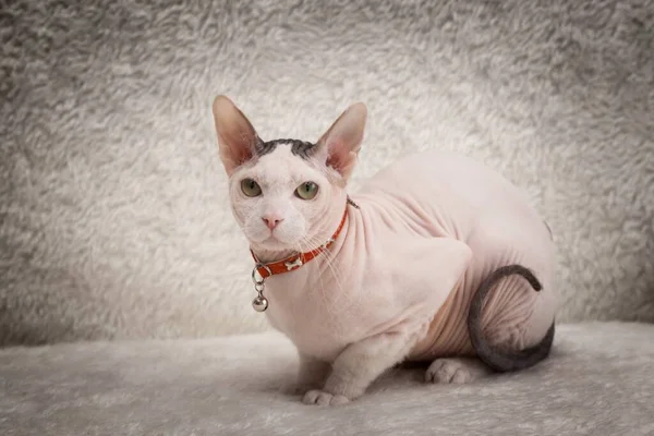 Лысый кот Сфинкс на диване — стоковое фото