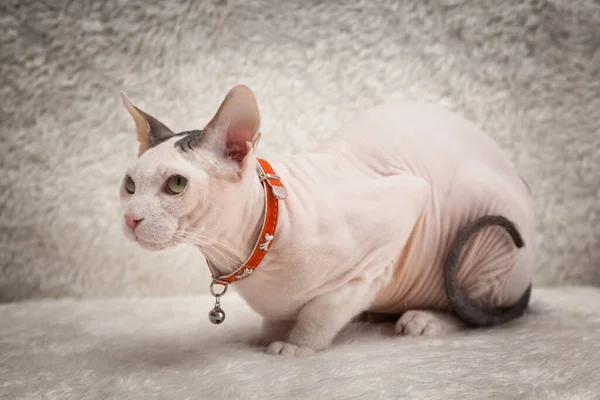 Bald Sphynx cat on a sofa — Stock Photo, Image