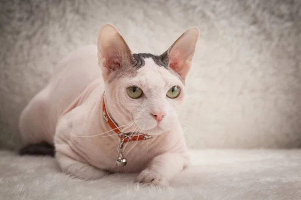 Bald Sphynx cat on a sofa — Stock Photo, Image