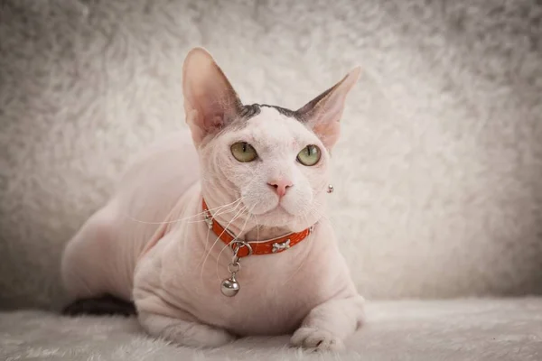 Chat chauve Sphynx sur un canapé — Photo