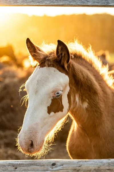 Islandzki koń źrebię w wieczornym słońcu patrząc w kamerę — Zdjęcie stockowe