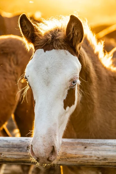 Islandzki koń źrebię w wieczornym słońcu patrząc w kamerę — Zdjęcie stockowe