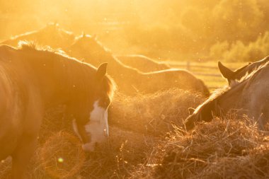 Akşam güneşinde çayırda bir at sürüsünü otlatmak.