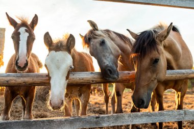 Akşam güneşinde çayırda bir at sürüsünü otlatmak.