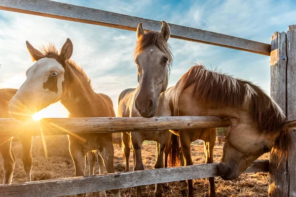 Pasoucí Stádo Koní Ohradě Večerním Slunci — Stock fotografie
