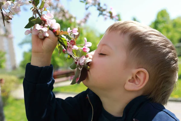 Garçon Renifle Des Fleurs Pommier Dans Parc — Photo