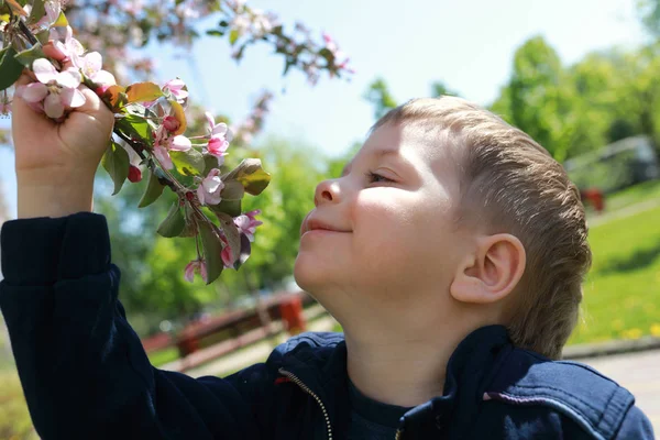 Enfant Renifle Des Fleurs Pommier Dans Parc — Photo