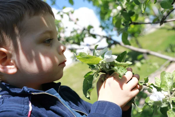 Serious Child Sniffs Apple Tree Flowers Park — Stock Photo, Image
