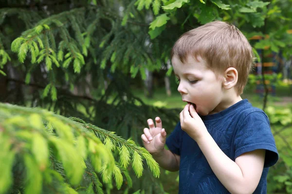 Niño Comiendo Agujas Abeto Patio Trasero Verano —  Fotos de Stock